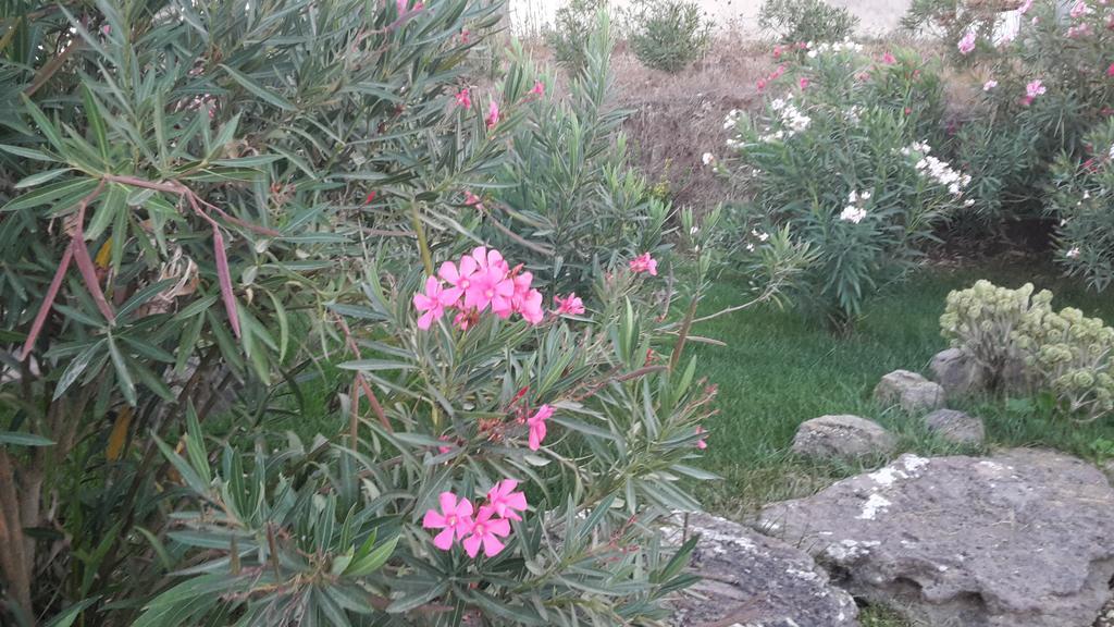 Agriturismo Pedru Caddu Farm stay